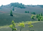 Cumbre Vieja Vulcan-Piste im Süden von La Palma. : Kiefern, dunkler Vulkangries